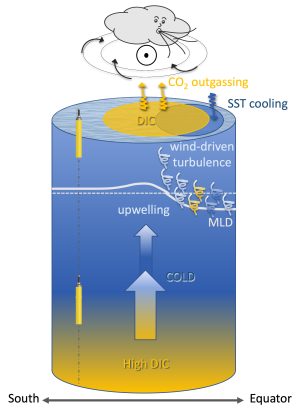 An illustration shows the processes that influence carbon exchange beneath a storm in the Southern Ocean. The bottom of the illustration includes a horizontal line with arrows on either side and text labels reading South on the left and Equator on the right. A gray cartoon drawing of a cloud blows air that moves clockwise with black arrows around a circle with a dot in the center, indicating the direction of the mean westerly winds (out of the page, i.e., to the east). A blue cylinder represents the water column beneath a storm. Two illustrations of a biogeochemical Argo float connected with a dotted black line represents the movement of a float up the water column. The bottom of the cylinder is yellow with a text label reading High DIC (dissolved inorganic carbon). A thick upward arrow represents the upwelling of high-DIC water. Above is a thin arrow with the word COLD to the right and the word upwelling above, showing the movement of cold water to the surface. The upwelling of high-DIC and cold waters are both happening at the core of a storm. A dashed white line and a solid white line labeled MLD show the mixed-layer depth. Nine spirals—two yellow, two blue, and five pale-blue, labeled wind-driven turbulence—descend from the surface, illustrating how wind pushes the mixed-layer depth deeper. At the surface are two overlapping ovals representing surface cooling (blue) and enhancement of DIC (yellow). A small blue oval with one jagged downwards arrow and the label SST cooling indicates sea surface cooling leading to absorption of carbon dioxide. A larger yellow oval with two jagged upwards arrows and the label CO2 outgassing indicates the larger overall effect of release of carbon dioxide.