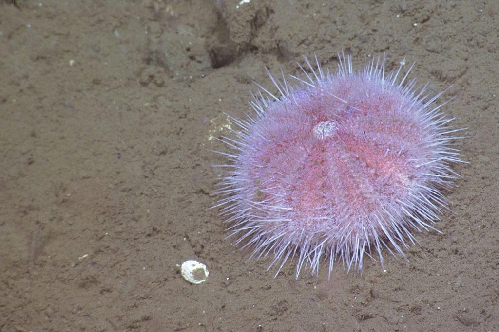 A pink sea urchin moves along the greenish-brown muddy seafloor. To the left of the urchin is a white shell.