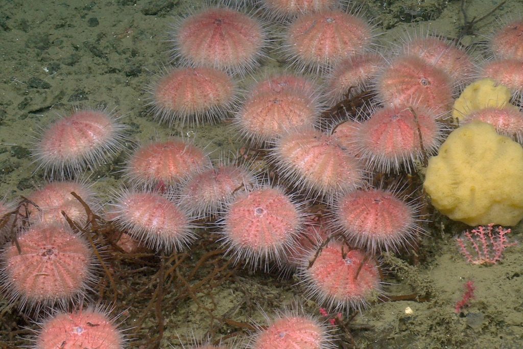 A herd of dozens of pink sea urchins gathers around assorted stems of brown seaweed. The background is brown muddy seafloor covered with small brown encrusting organisms. There are three small red corals in the center of the frame, and a white sea star and white snail at the top of the frame.