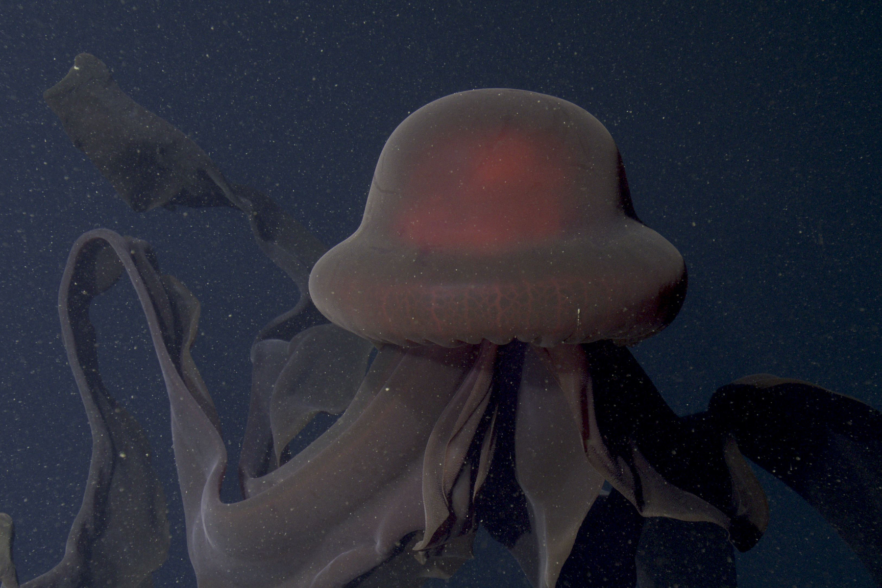 Giant Phantom Jelly MBARI