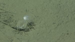 A deep-sea sponge with a thin, brown stalk and a white, claw-like body. This image captured from underwater video shows a sponge on the muddy deep seafloor.