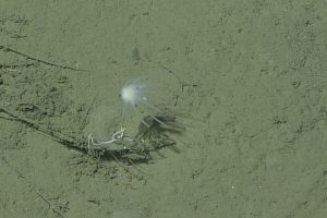 A deep-sea sponge with a thin, brown stalk and a white, claw-like body. This image captured from underwater video shows a sponge on the muddy deep seafloor.