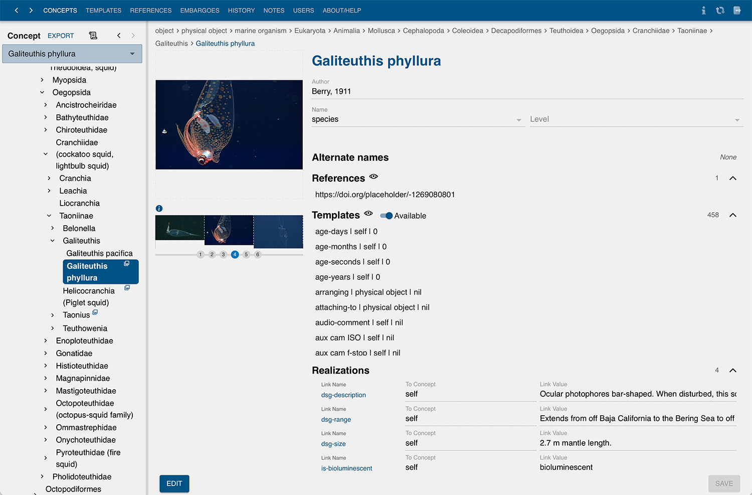 A screenshot of the VARS Knowledgebase page for a deep-sea cephalopod.