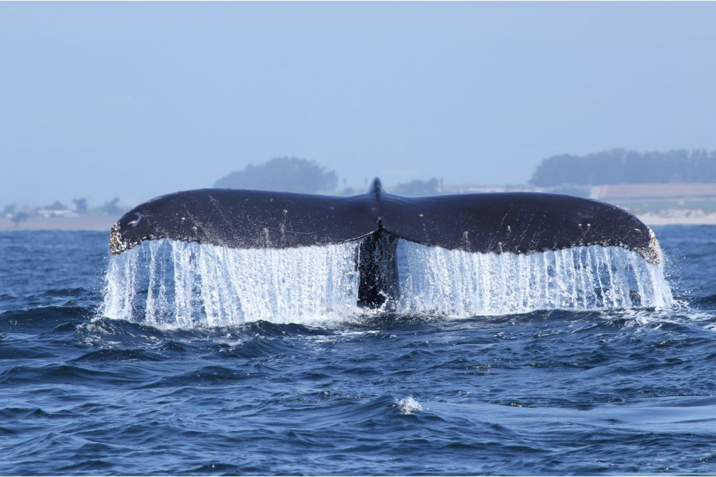 Whale tail in Monterey