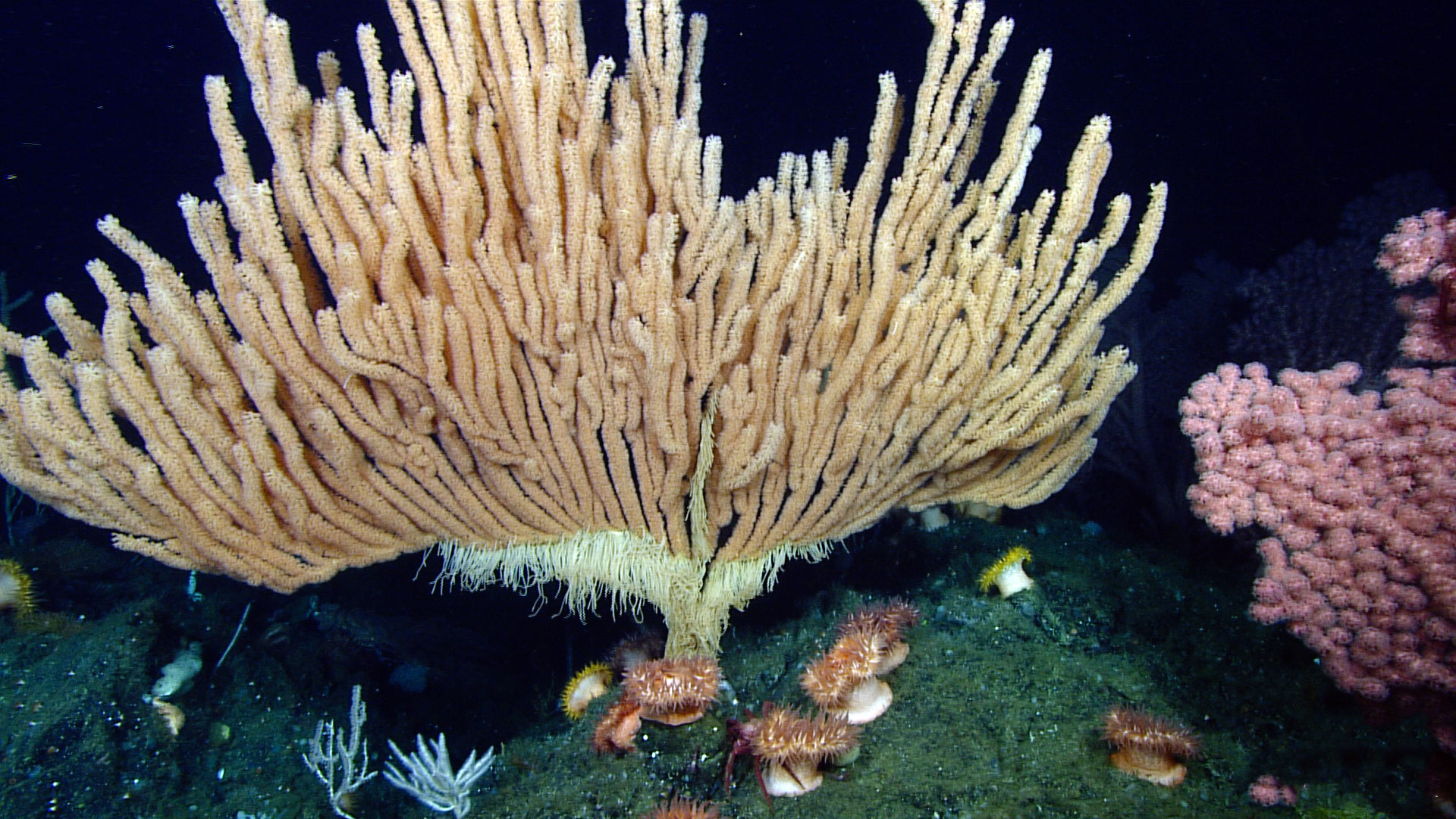 Red sea bamboo coral sales