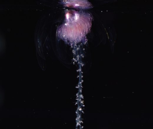 A fluffy pink siphonophore drifts in a tank of water against a black background. The animal is reflected on the surface of the water at the top of the frame.