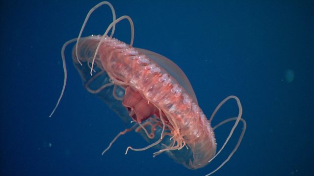 A bright red jelly swims in open water. The jelly has a bumpy ridge and curly orange tentacles around its wide, flat bell. In the background is blue water.