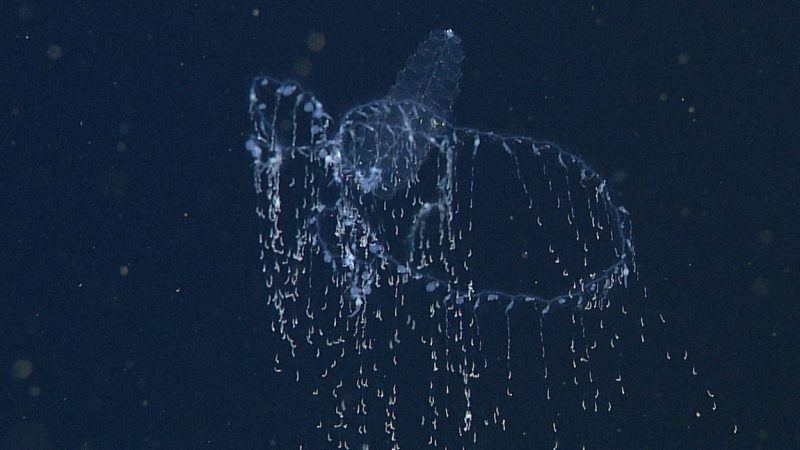 New research reveals the hidden diversity of deep-sea siphonophores • MBARI