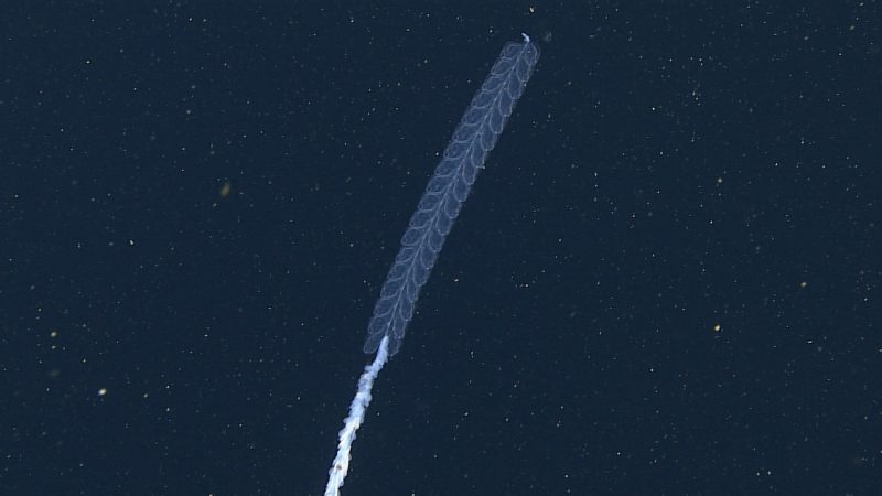 A jelly-like siphonophore swims in dark blue water. It has several pairs of tightly packed swimming bells with a short, white rope-like body hanging below.