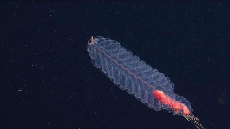 A jelly-like siphonophore swims in dark blue water. It has several pairs of wide, transparent swimming bells branching from a red central stem, and a short body with orangish-red zooids and coiled orange tentacles.