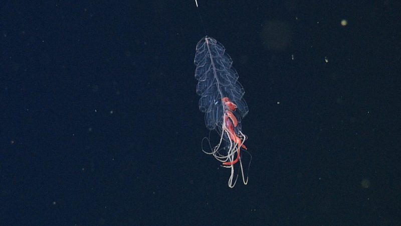 A jelly-like siphonophore swims in dark blue water. It has six pairs of long transparent swimming bells with large orangish-red zooids and white tentacles hanging below.