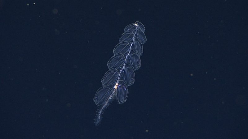 A jelly-like siphonophore swims in dark blue, almost black, water. It has six pairs of large transparent swimming bells branching from a transparent central stem, with a short transparent rope-like body hanging below.