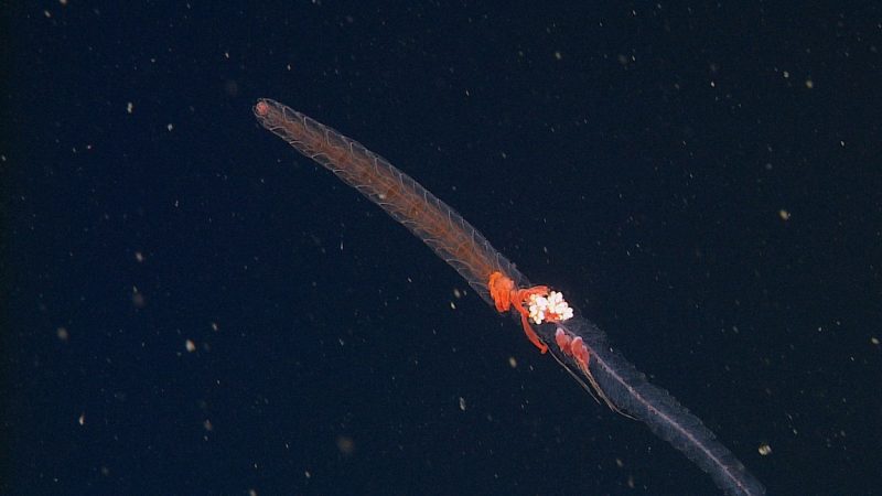 A jelly-like siphonophore swims in dark blue, almost black, water. It has several pairs of tightly packed orange swimming bells, with a transparent rope-like body, long red zooids, and round white zooids hanging below.