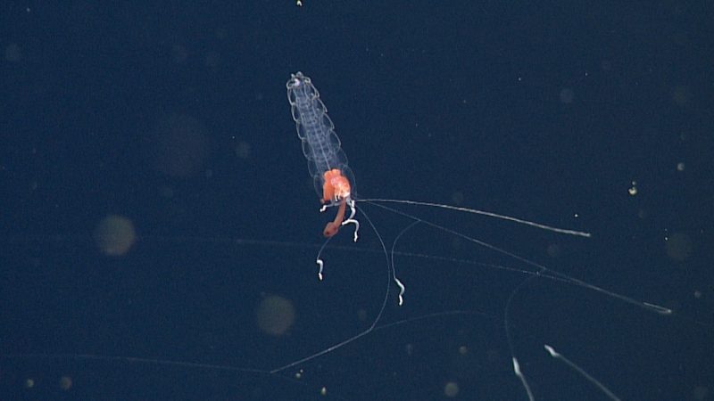 A jelly-like siphonophore swims in dark blue water. It has six pairs of long transparent swimming bells with large orangish-red zooids and long white tentacles hanging below.