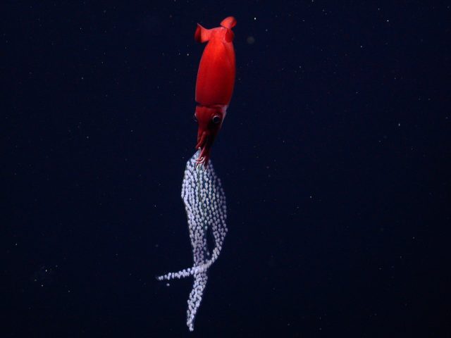 A female squid carries a transparent sheet of eggs. The squid has a tubular, red body, two round fins, large black eyes, and short arms. Her arms are gripping a gelatinous sheet studded with hundreds of white, teardrop-shaped eggs. The squid is swimming towards the top of the frame. The background is dark blue, almost black, water.