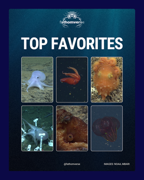 A promotional graphic titled Top Favorites shows the favorite animals of players in the Fathomverse mobile game. The blue graphic features six marine animals in a grid layout, including a pale white octopus, a red squid, a bumpy orange octopus, a pale purple octopus walking around white scientific equipment on the seafloor, a red octopus, and a translucent red comb jelly with an image credit caption acknowledging NOAA and MBARI.