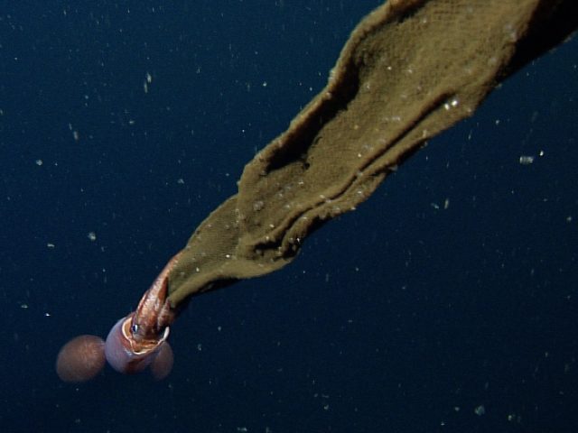 A female squid carries a large, ragged brown gelatinous sheet of eggs. The squid has a sleek red body with two wide fins and large black eyes. Her arms are gripping a gelatinous egg mass studded with hundreds of small eggs. The squid is swimming away from the camera. The background is dark blue water with several small yellowish-white flecks of drifting organic debris.