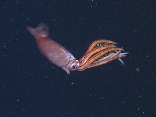 A pale-red squid with large eyes and eight thick, orange arms drifts in the water column. The squid’s cone-shaped mantle has white scars above the eyes and is pointing to the left side of the frame. The squid’s arms are held above its body and are cradling a gelatinous brown sheet that contains several round, yellowish-white eggs. The background is dark blue water with numerous small yellowish-brown flecks of drifting organic debris.