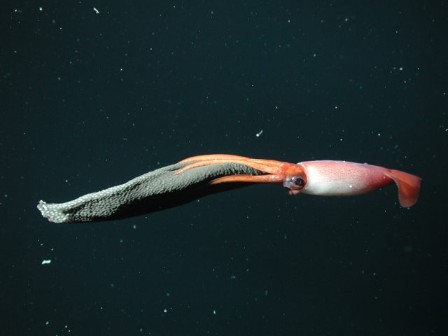 A female squid carries a rolled, black sheet of eggs. The squid has a sleek body that is red on top and white underneath with a large black eye. Her arms are orange and gripping a gelatinous egg mass studded with hundreds of small eggs. The squid is swimming towards the right side of the frame. The background is black water with several small white flecks of drifting organic debris.