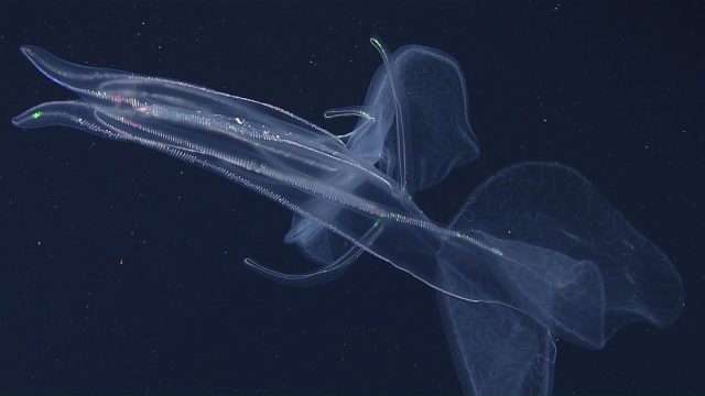 A transparent comb jelly swims in open water. The comb jelly has a flat body, four thick tentacles, two lobes, and eight rows of shimmering comb plates. In the background is dark blue, almost black, water.