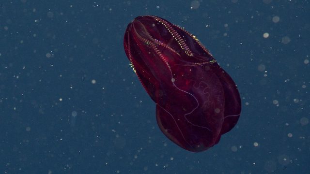 A red comb jelly swims in open water. The comb jelly has an egg-shaped body and eight rows of shimmering comb plates. In the background is blue water, with several large yellow flecks of organic material.