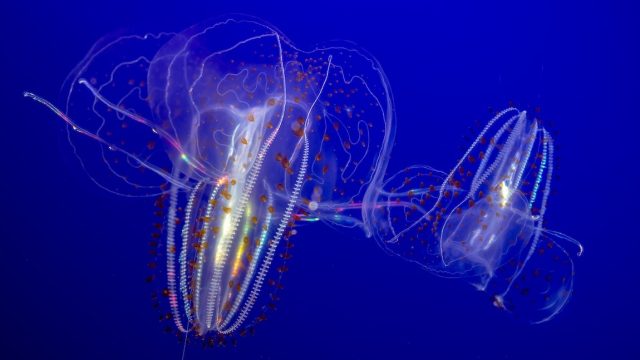 Two transparent comb jellies swim in an aquarium exhibit. Each has a round body with four thick tentacles, two lobes, orange spots, and eight rows of shimmering comb plates. In the background is the bright blue liner of an aquarium exhibit.