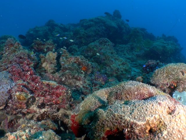 Several small, brightly colored fishes swim over a coral reef. Two large mounds of pale greenish-brown coral are on the right, and jagged rocks covered in reddish-purple coralline algae are on the left. The background is an expanse of rugged greenish-brown coral, with open blue water on the horizon.