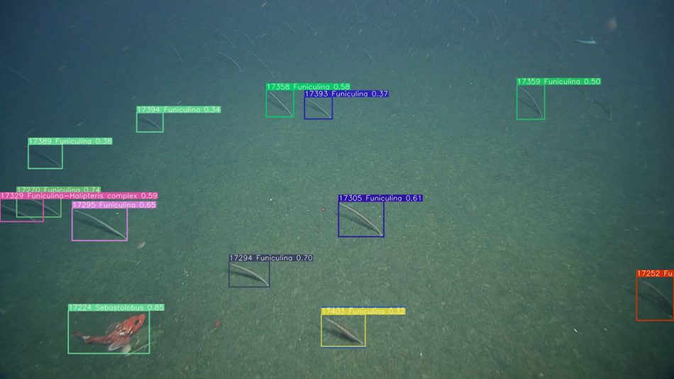 A machine learning model places 13 multi-colored boxes around objects in an underwater video. Each box is labeled with a number, the name of the object, and a score for certainty of identification. The underlying video is brown, muddy seafloor with an orange fish at the bottom left and several stick-like sea pens across the middle of the frame.