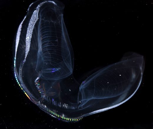 A transparent comb jelly swims in a tank of water with a black background.