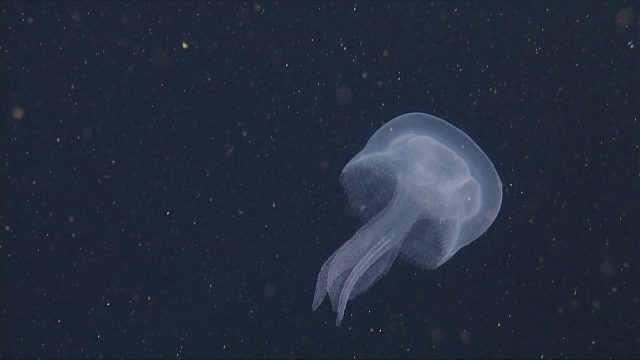 A translucent white jelly swims in open water. The jelly has a rounded, bulbous bell and four wispy mouth-arms. The background is dark blue, almost black, water with tiny yellow flecks of organic material.