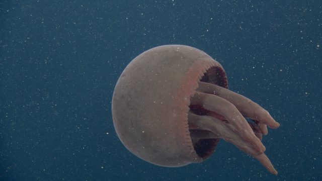 A red jelly swims in open water. The jelly has a large, round bell and five long, finger-like mouth-arms. The background is blue water with tiny yellow flecks of organic material.