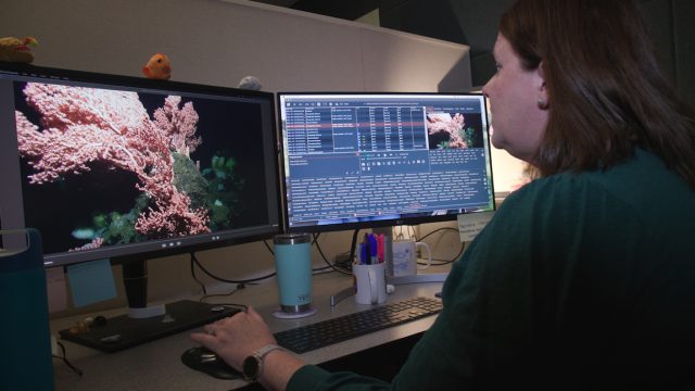 An MBARI research technician wearing a dark-green sweater sits at her desk in a dimmed cubicle using a dual computer monitor. The left monitor is playing a video of a pink deep-sea coral, and the right monitor has custom annotation software displaying several small text labels that logs information about the coral video.