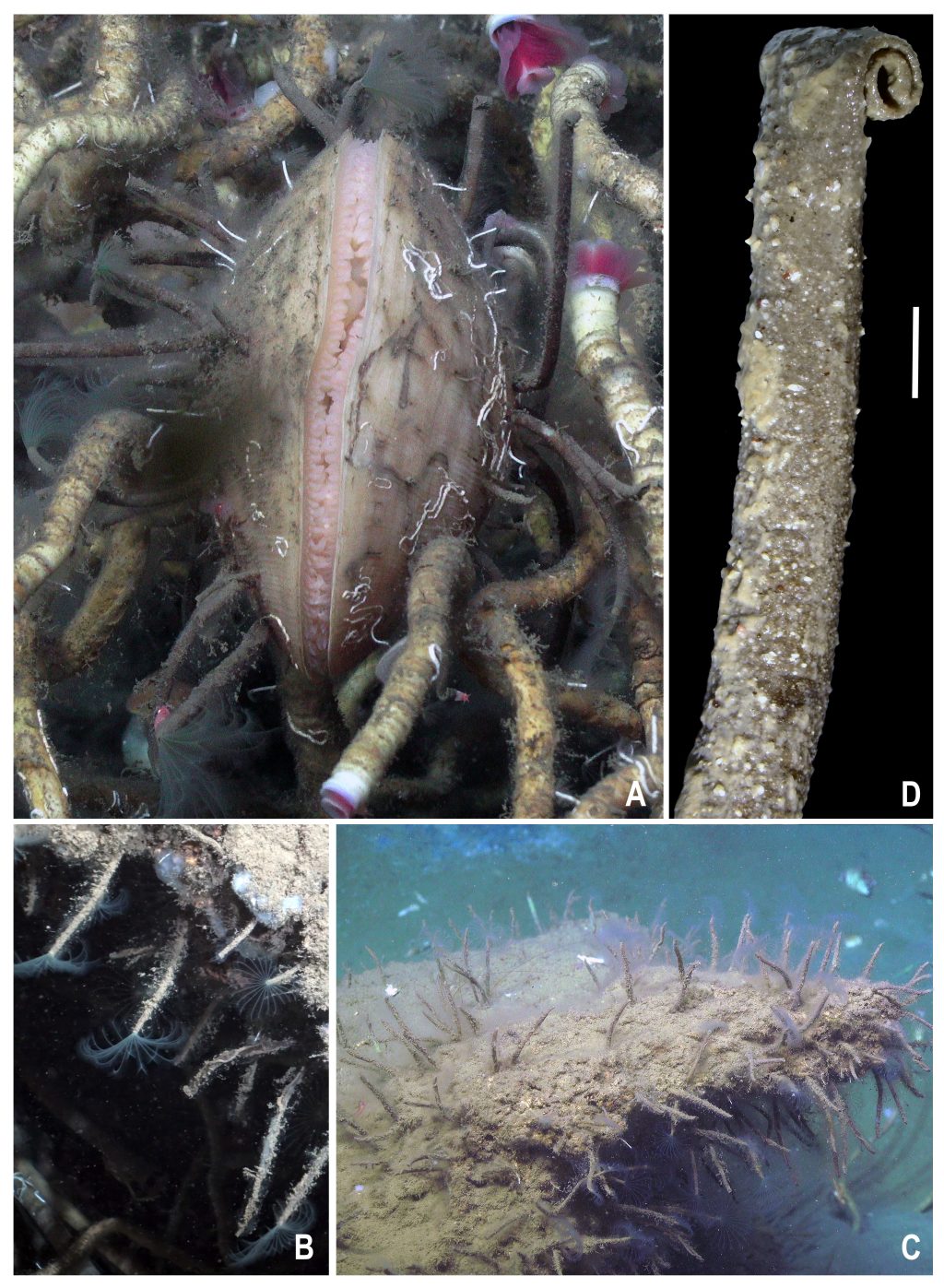 an image showing the subject of my talk taken from one of my publications (Rice et al., Biodivers. Data J., 2025).