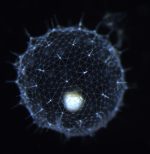 microscope image of a geometrically shaped glass organism