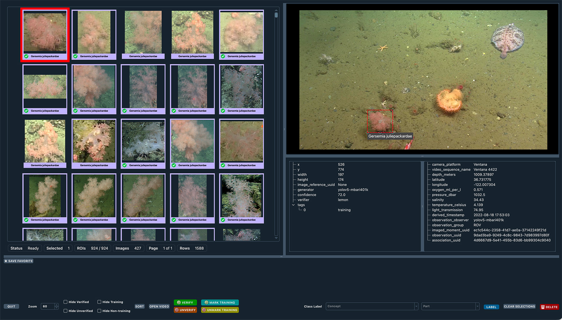 Screenshot of a dark-themed desktop application used for reviewing or annotating underwater imagery. The interface is divided into several panels. On the left, a grid of thumbnail images shows multiple seabed scenes with coral-like organisms; one thumbnail near the top left is outlined in red to indicate selection.
On the right, a larger preview image displays the ocean floor covered in sediment, small rocks, and scattered marine life. Visible objects include a pale sea star near the center, a rounded jellyfish-like organism in the upper right, and a bright orange, anemone-like organism near the lower center. A red bounding box highlights a small area around the orange organism, labeled “Gersemia juliepackardae.”
Below the preview, text panels contain metadata such as camera information, depth, coordinates, and other environmental and imaging details in small white text. Along the bottom of the interface are controls and buttons for verifying, marking training data, filtering images, and labeling classes.